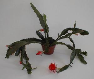 A garden delight: The Orchid Cactus