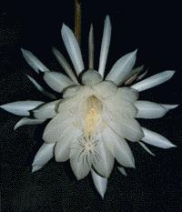 A garden delight: The Night Blooming Cereus